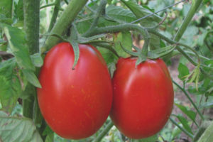 Tomato Gloria