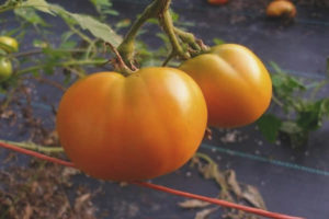 Tomato Count of Eagles