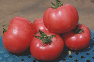 Tomato Ivanovic F1