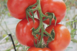 Tomato Brush F1