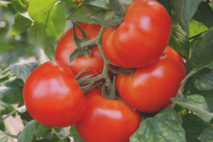 Tomato King of the Market