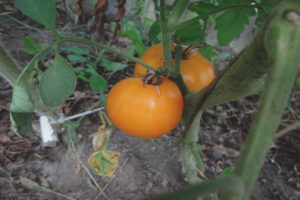 Tomato viking