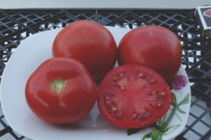 Tomato Lord of the steppes