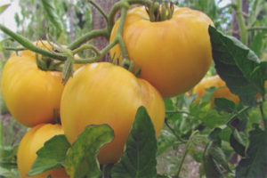 Tomato Yellow Giant