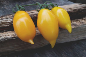 Tomato Golden Canary