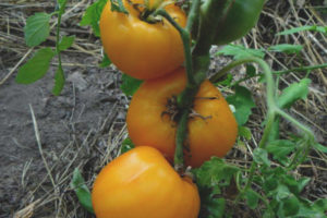 Tomato Golden Bull