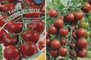 Tomato Black Pearl