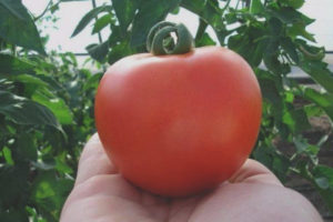 Tomato Florida