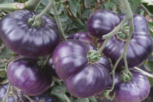 Tomato Azure Giant