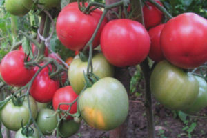 Tomato Raspberry Ozharovsky