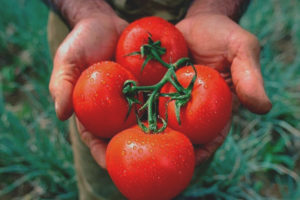 Tomato Lazy Dream