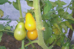 Tomato Honey Candy F1