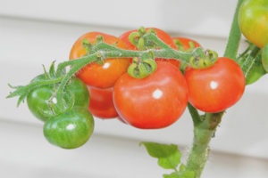 Tomato Minibel