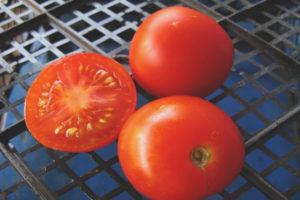 Tomato Moravian miracle