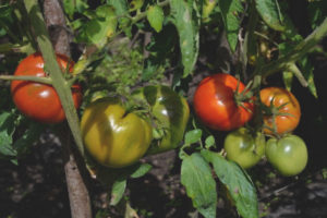 Tomato Orlets