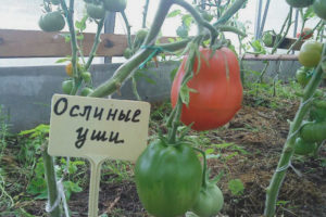 Tomato Donkey Ears