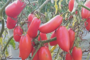 Tomato Pink Icicle