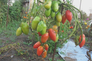 Tomato North Beauty