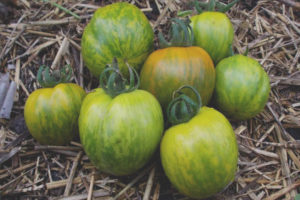 Tomato Siberian malachite