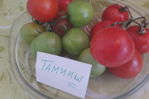 Tomato Tamina