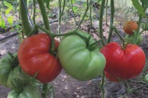 Tomato Three Fat Men