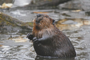 Canadian beaver