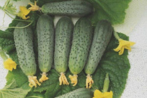 Cucumber Athos F1