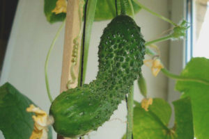 Cucumber Balcony Wonder F1