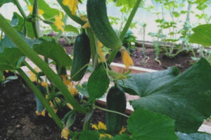 Cucumber Harmonist F1