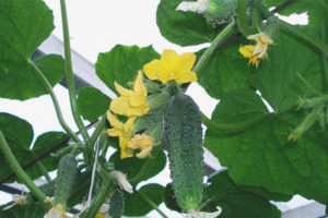 Cucumber Emerald Earrings F1