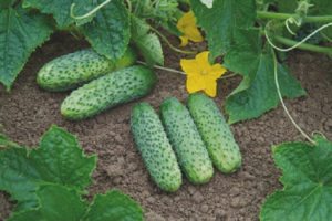 Cucumber Cibria F1