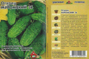 Murom cucumber 36