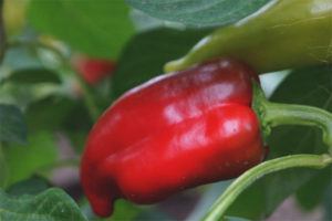 Pepper Pinocchio F1