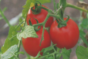 Tomato Apples in the Snow