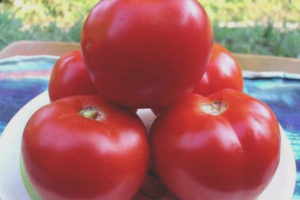 Tomato Yula