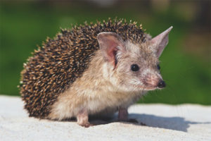 Eared hedgehog