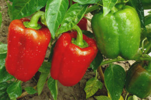 Goliath Pepper