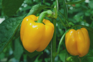 Pepper yellow bell