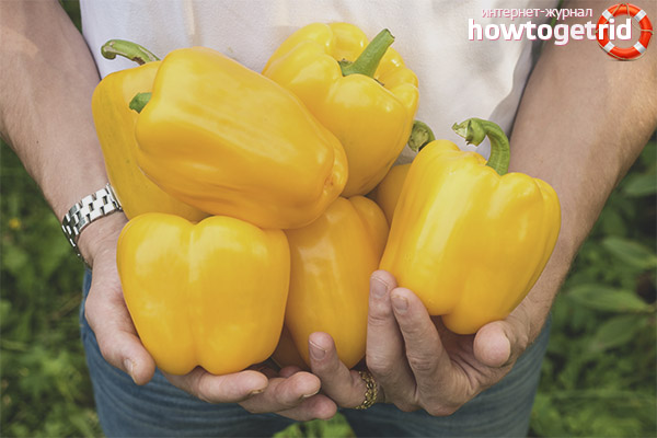 Avantages et inconvénients du Pérou Golden Miracle