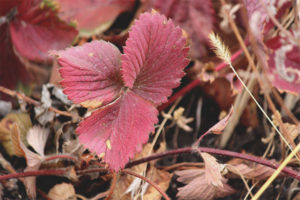 Strawberry leaves turn red