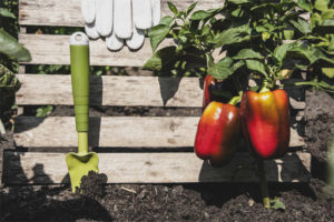 Pepper red shovel