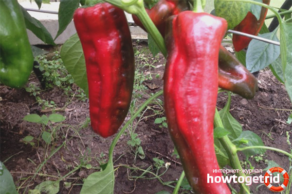 Atterrir et prendre soin du percept cacatoès