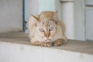 Cat drooling from her mouth